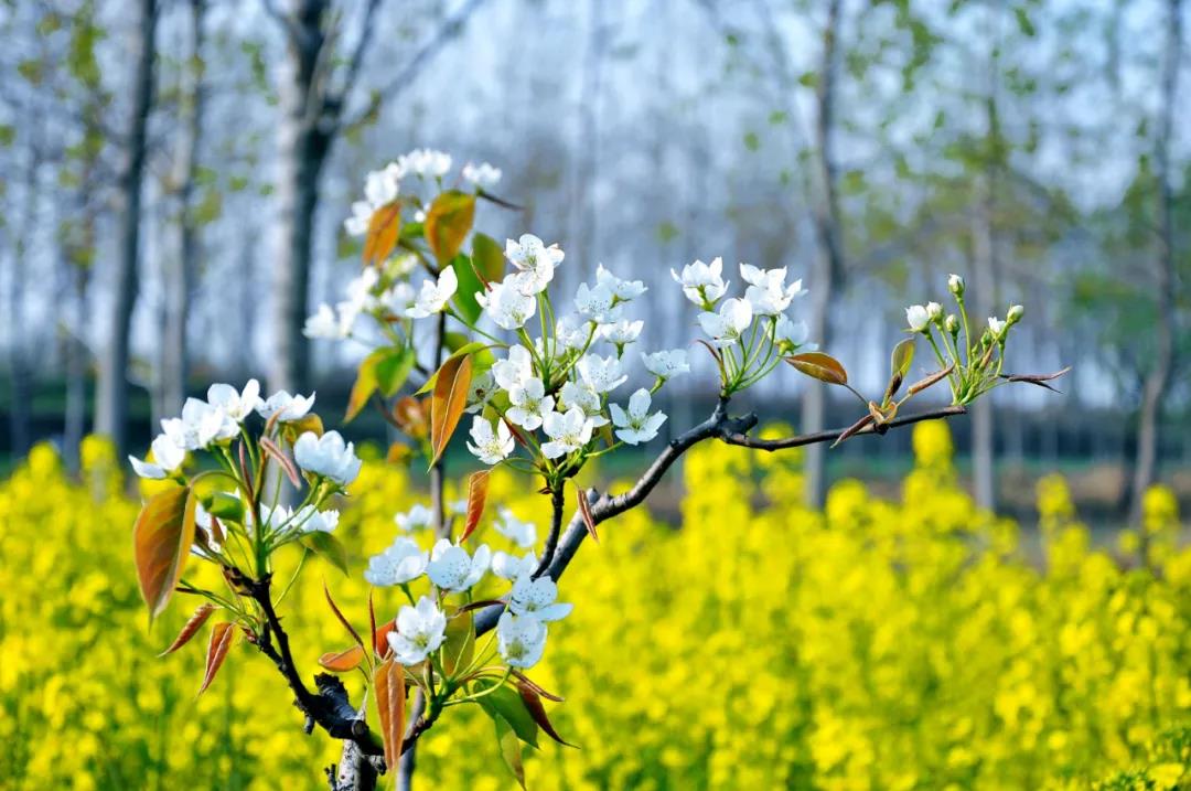 mg冰球突破精机